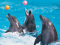 Water Magic Show